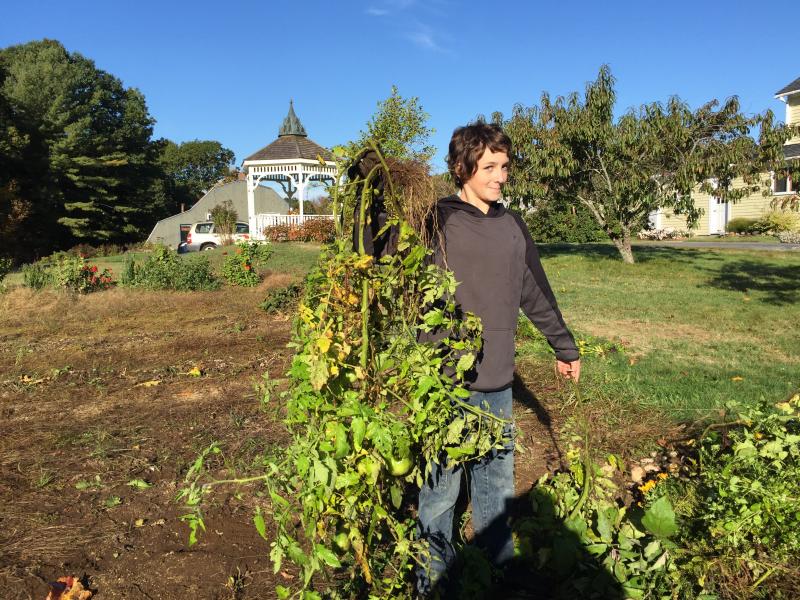 Freshman Brett Hollowell holds up one of the plants he helped haul out of the garden. KATRINA CLARK/Boothbay Register