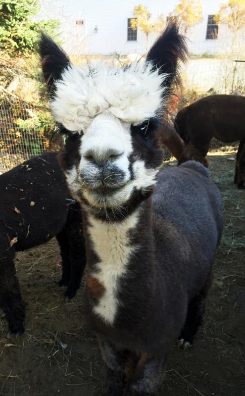 The alpacas at Cape Newagen Farm are hard to leave behind, with their big gentle eyes and silky soft coats. SUZI THAYER/Boothbay Register