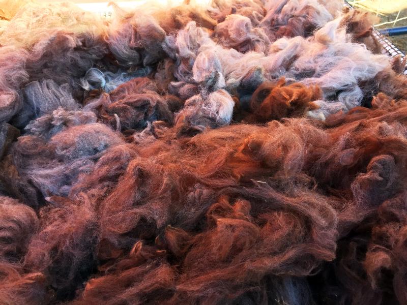 The fleece from Cape Newagen alpacas comes in 17 different colors. SUZI THAYER/Boothbay Register