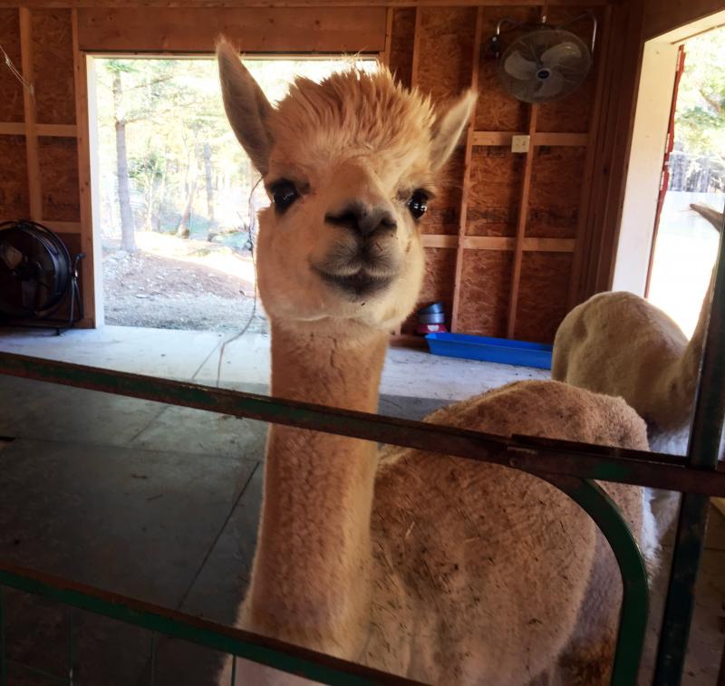 Alpacas are curious, but wary around people. SUZI THAYER/Boothbay Register