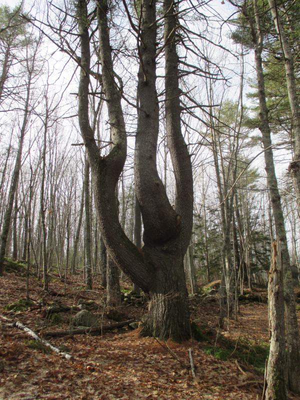 Strangely shaped pines trees like this one seem to abound within the boundary of the Mills Overlook Preserve off Academy Hill Road in Newcastle. PHIL DI VECE/Wiscasset Newspaper