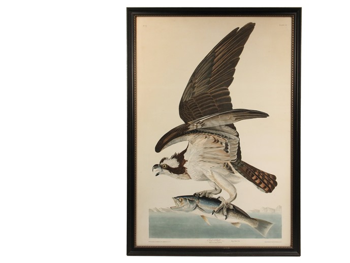 2. “Fish Hawk, Male, Falco Hallaetus”, hand colored lithograph by John James Audubon (NY, 1785-1851) Pl. 81 from the 1830 Havell edition of Birds of America. J,J. Audobon’s Fish Hawk, Male, Falco Hallaetus