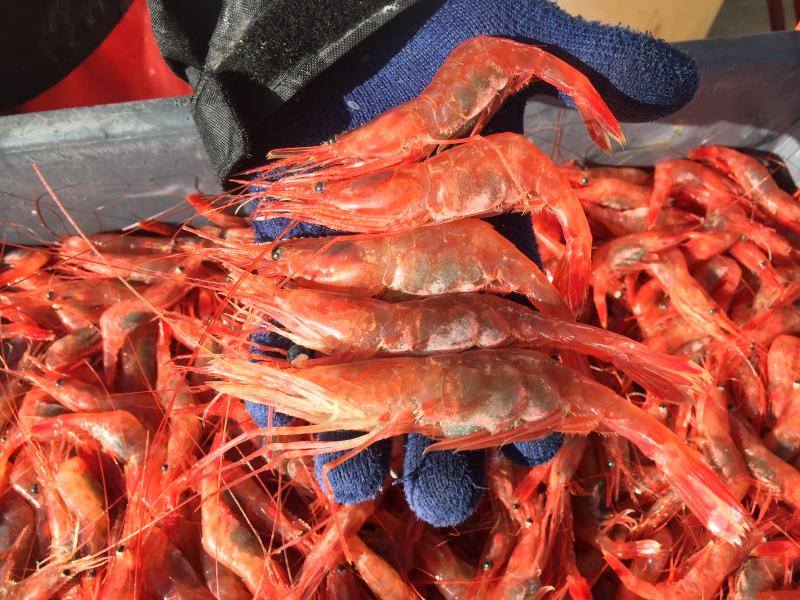 Veteran shrimp trapper Bill Sherburne said some of the shrimp he caught on Feb. 2 were the biggest he’d ever seen. SUZI THAYER/Boothbay Register