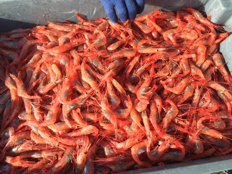 A tray full of shrimp was a sight for sore shrimp-loving eyes. SUZI THAYER/Boothbay Register