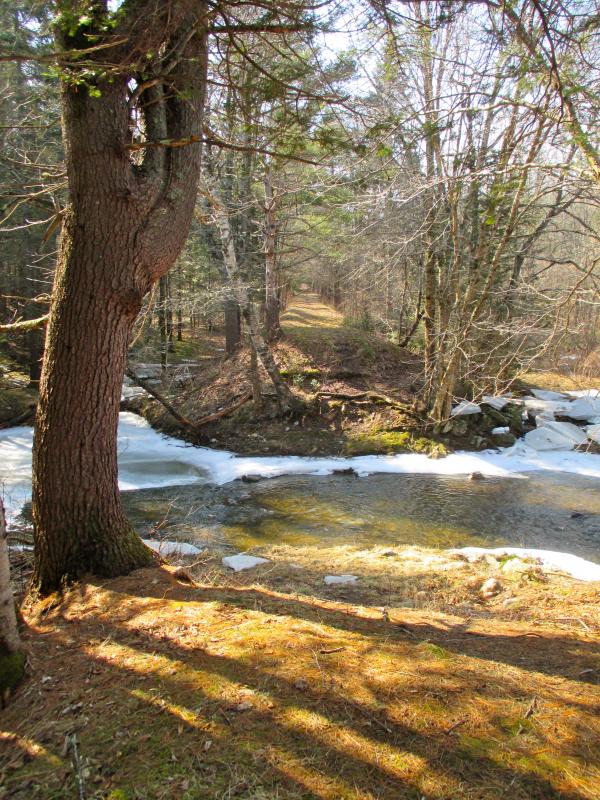 The main trail into the Trout Brook Preserve carries you along a portion of the WW & F Railroad right-of-way. This picture shows where a small timber trestle once stood carrying the railroad over the brook. PHIL DI VECE/Wiscasset Newspaper