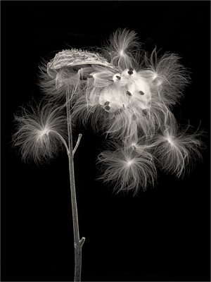 “Silent Cacophony” by Rob Smith of Harpswell won First Place in the Black & White category of the 11th annual Maine Photography Show Silent Cacophony Rob Smith of Harpswell