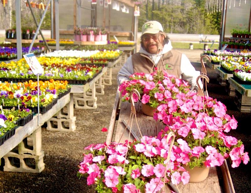 John Genthner prepares hanging petunia pots for display. ART MAYERS/Boothbay Register