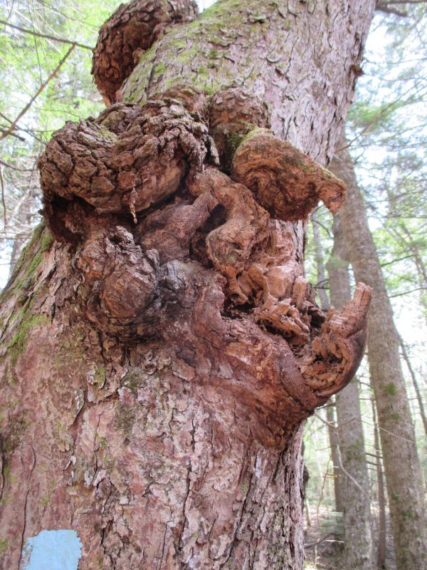 Carved by the hands of Mother Nature and resembling an old man’s face. This unusual sight can be seen in the “Hemlock Grove.” PHIL DI VECE/Wiscasset Newspaper