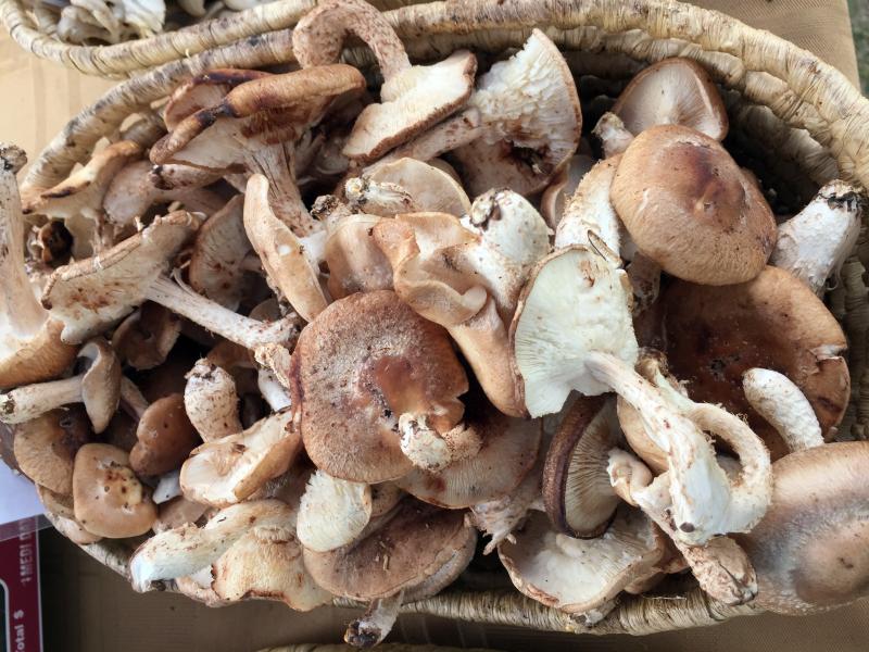 Oyster Creek Mushroom Company shiitake mushrooms. SUZI THAYER/Boothbay Register