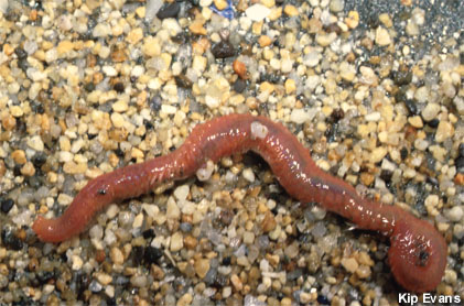 Bloodworm in sanctuary bed, courtesy Kip Evans, of National Oceanographic and Atmospheric Administration