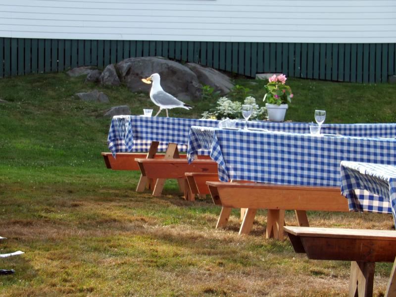 An uninvited guest showed up after the festivities at Newagen. SUZI THAYER/Boothbay Register