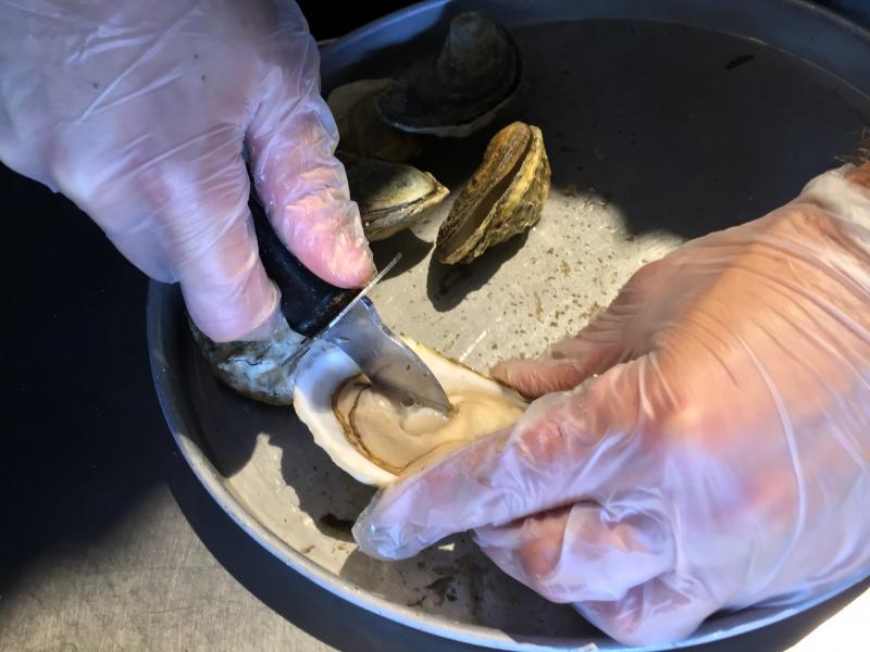 Shucking an oyster. SUZI THAYER/Boothbay Register