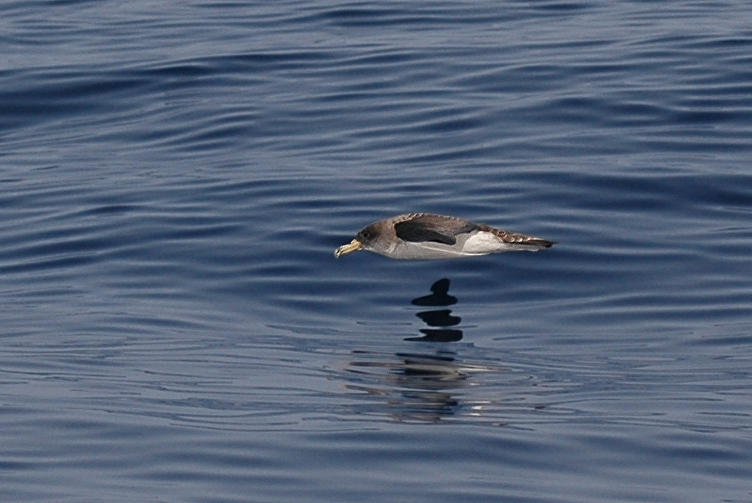 Shearwaters typically fly in a distinctive pattern, gliding low over the water, rising abruptly and then tilting back down toward the surface, all the while never flapping the wings. (Cory’s shearwater, by Martina Nolte. License: Creative Commons by-sa-3.0 de, CC BY-SA 3.0 de, https://commons.wikimedia.org/w/index.php?curid=14718461)