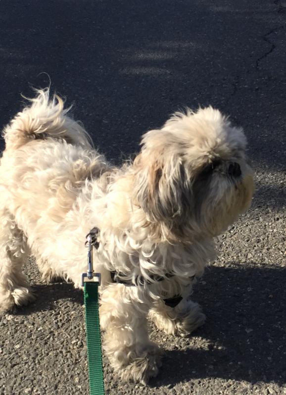 Merlyn Kristoff, another familiar face around town, was out and about with his mom, Lisa. Courtesy of Lisa Kristoff