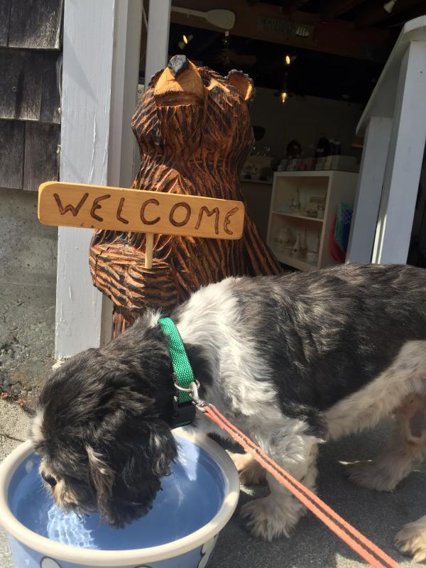 Elliot is pretty well known around these parts. He needed a drink after being dragged all over town with his mom, Suzi Thayer. SUZI THAYER/Boothbay Register