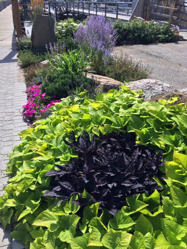 Some of the plantings that are lovingly watered by the Rowe sisters, at the west end of the footbridge. SUZI THAYER/Boothbay Register