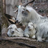 Cashmere goats and kids from Springtide Farm in Bremen. GINA HAMILTON/Wiscasset Newspaper