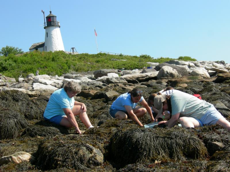Teachers during an intertidal study. Courtesy of Elaine Jones