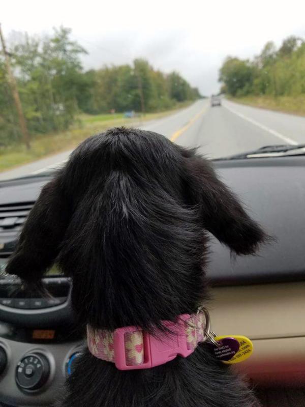 “There's a reason the windshield is bigger than the rear view mirror. Where you're going is so much better than where you've been.” Suri, from Louisiana, on her way to her new foster mom’s. Courtesy of Julie Hoskeer