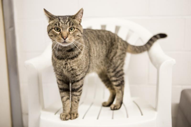 Tigger is available for adoption at Lincoln County Animal Shelter in Edgecomb. Cats are fee-waived in “Fall for a Feline” through the end of October. Courtesy photo
