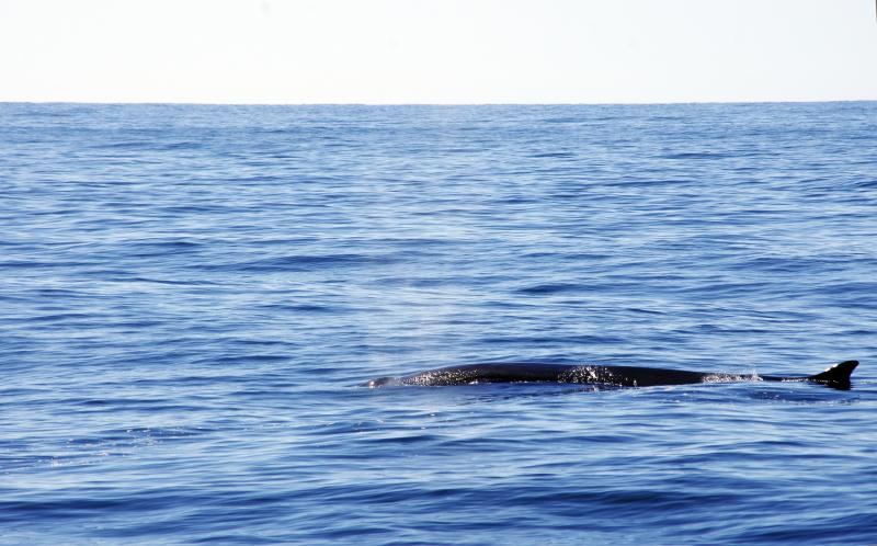 A fin whale. Courtesy of Gwyn Williams