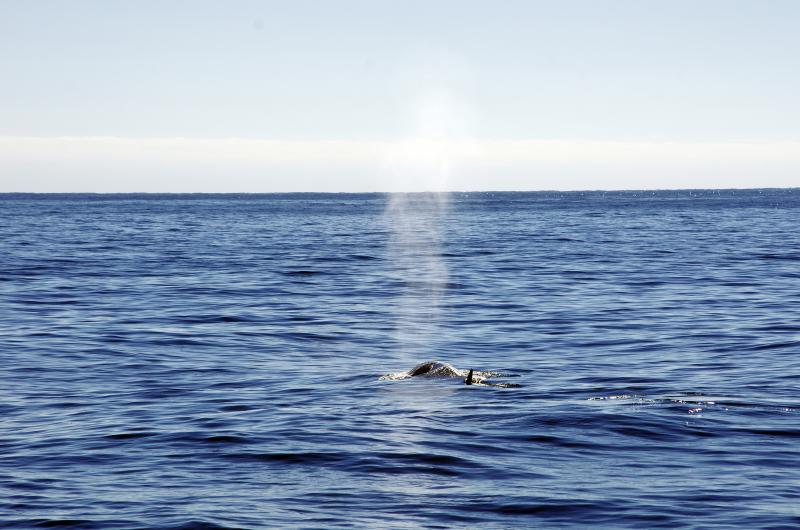 A fin whale. Courtesy of Gwyn Williams