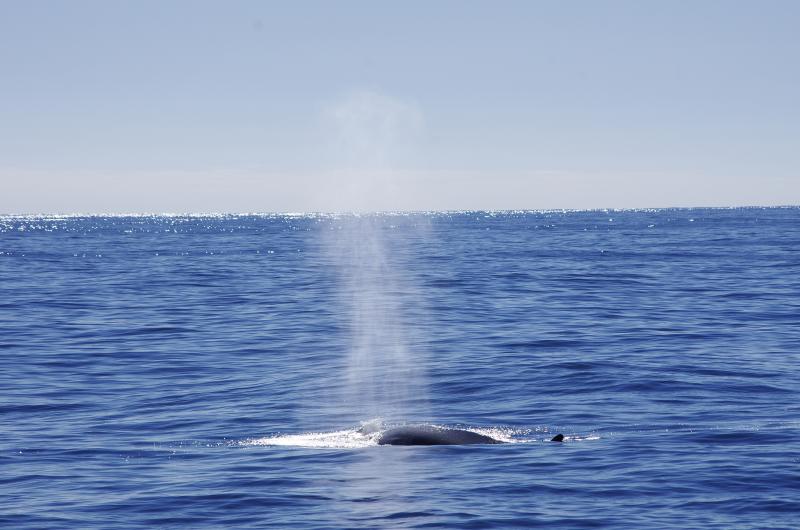 A fin whale. Courtesy of Gwyn Williams