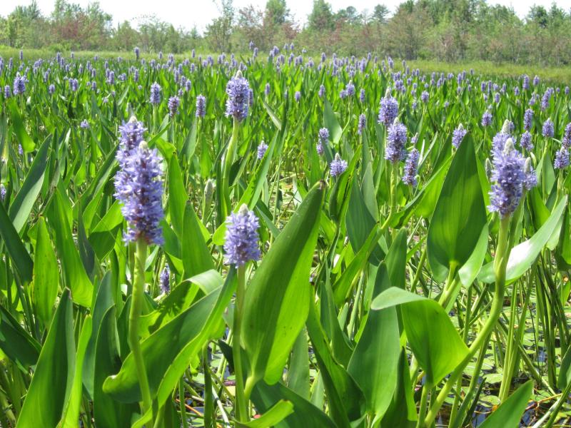 no-aquatic-invaders-found-in-knickerbocker-lake-survey-boothbay-register