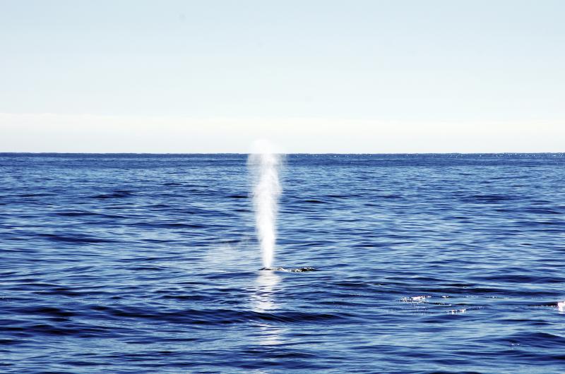 Thar she blows! The first sighting of a fin whale spout created a lot of excitement during a whale watch on Oct. 5. Courtesy of Gwyn Williams