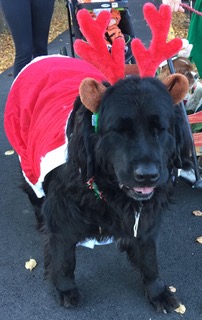 Fritz the Reindeer-dog will be helping children shop for gifts at the Friends of the Library’s Santa’s Workshop Dec. 10, 9 to 2 a.m. at the Wiscasset Public Library!
