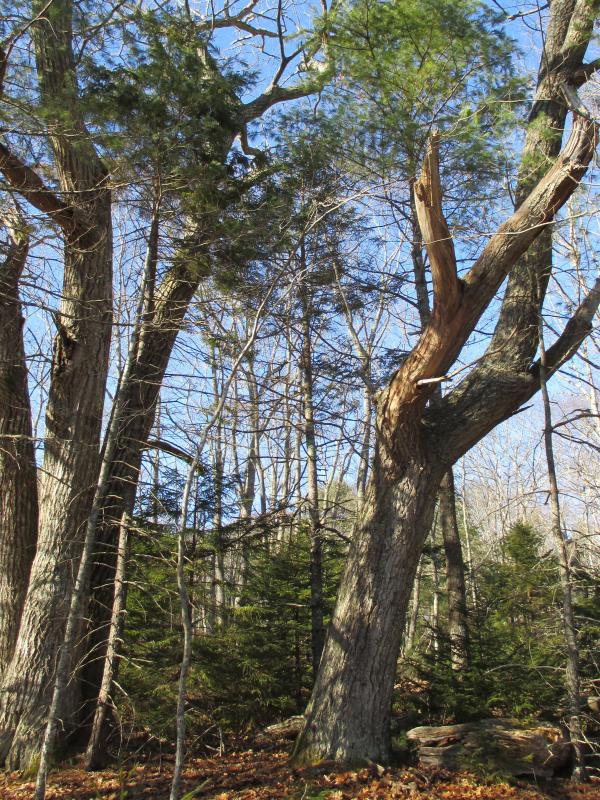 There are many huge trees to see at the Spirit Pond Preserve. PHIL DI VECE/Wiscasset Newspaper