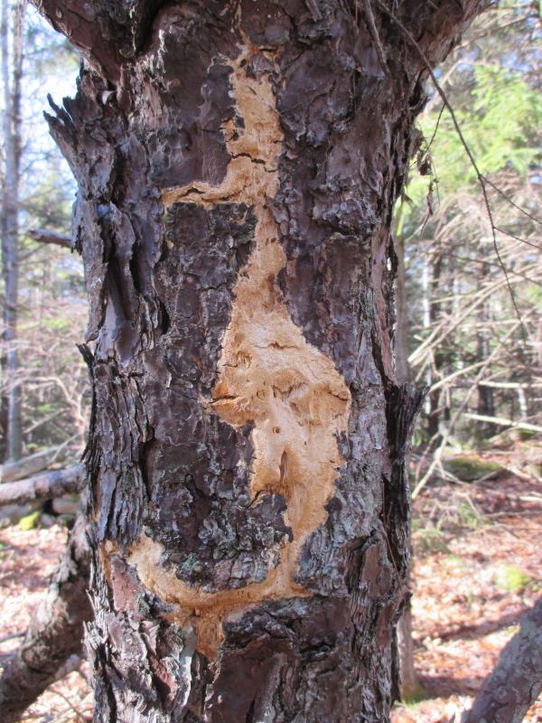 Does this bark pattern resemble a leaping fish or a duck? You’ll find it at Spirit Pond Preserve in Phippsburg. PHIL DI VECE/Wiscasset Newspaper