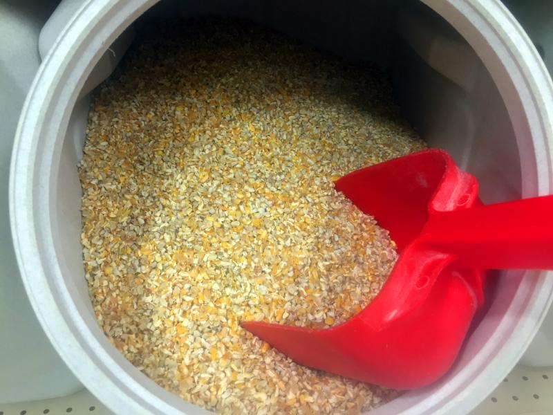 Corn, anyone? SUZI THAYER/Boothbay Register