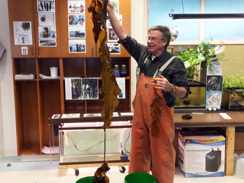 Seth Barker holds up a long piece of sugar kelp at Edgecomb Eddy School, where he gave a presentation on seaweed in Jan. 10. SUZI THAYER/Boothbay Register
