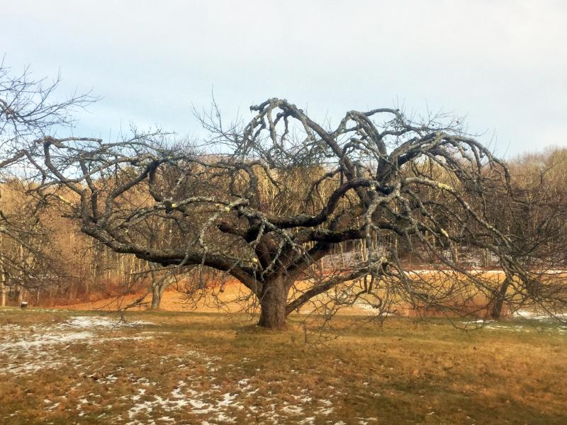 An old apple tree. SUZI THAYER/Boothbay Register
