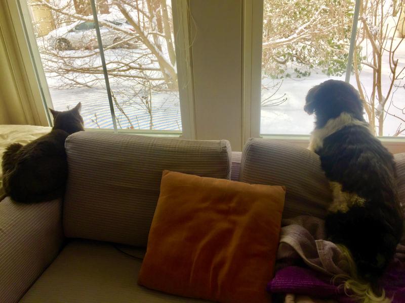 Elliot and Ruby-2-Shoes are worried about the birds, too. SUZI THAYER/Boothbay Register
