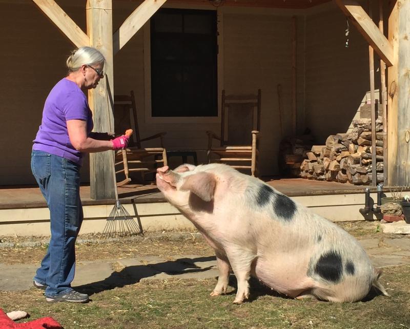 Rosie sits for her grandmother, Penny Theall. SUZI THAYER/Boothbay Register