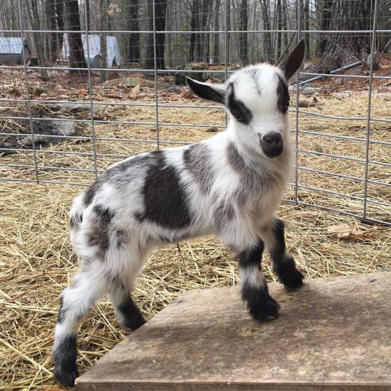 A baby goat at Blue Tin Farm. Courtesy of Crystal Lewis