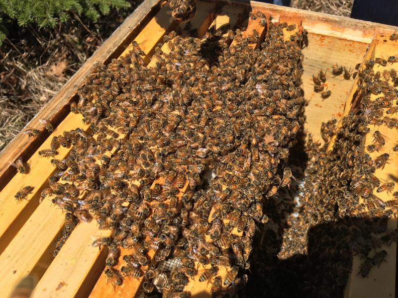 Hundreds of honeybees. SUZI THAYER/Boothbay Register