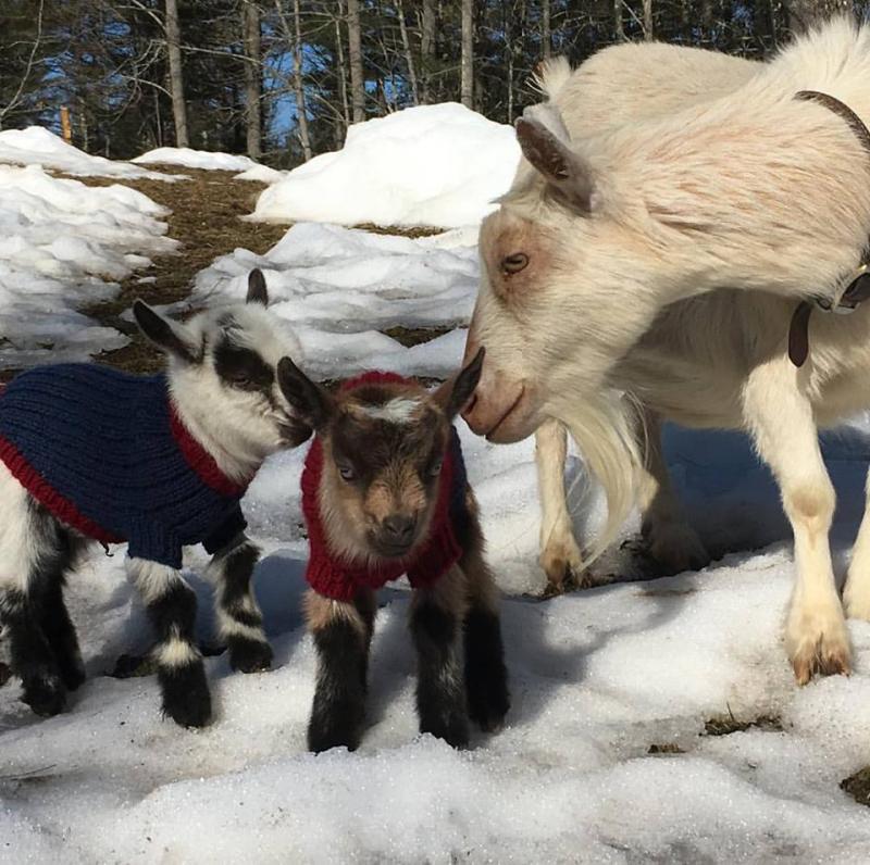 Buttercup and some of her kids. Courtesy of Crystal Lewis
