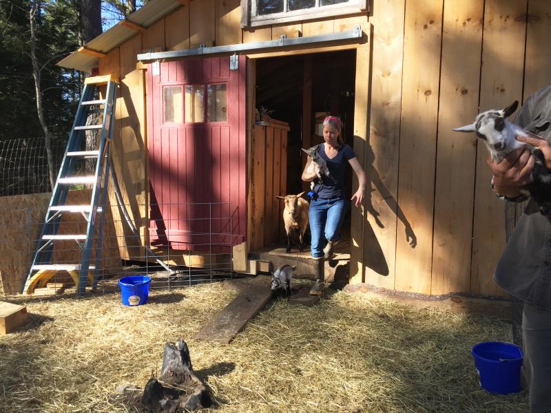 Crystal Lewis carries a baby goat from the goat house, built by Seth Lewis. SUZI THAYER/Boothbay Register