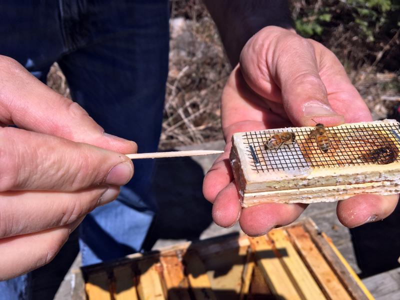 Tim Forrester removes the tin can that holds the queen bee, from a box full of bees from Georgia. SUZI THAYER/Boothbay Register