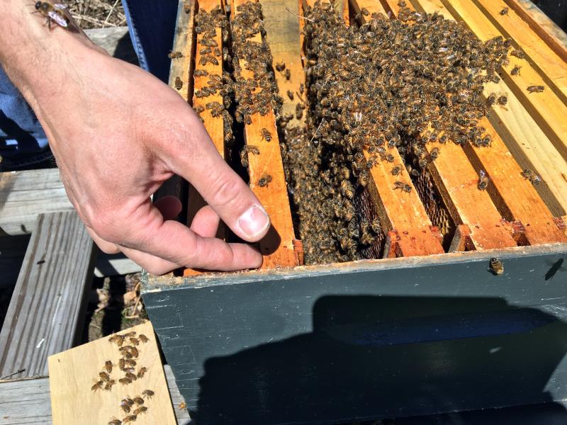Inserting frames in a hive full of bees is done slowly and methodically. SUZI THAYER/Boothbay Register