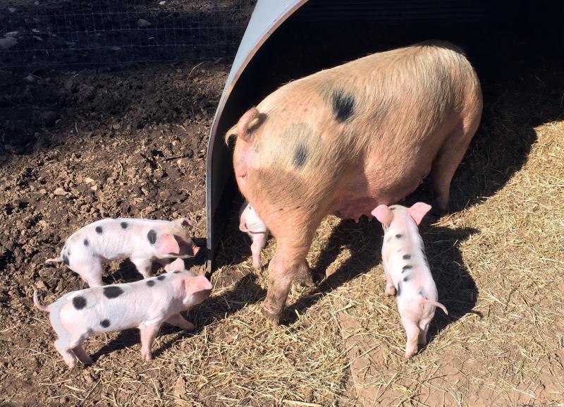 Month-old piglets follow their mom around all day. SUZI THAYER/Boothbay Register