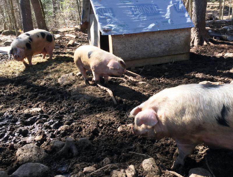 “At the end of the day I feel better that every one of these animals get to wallow in the mud, dig up rocks with their noses, and eat acorns.” - Crystal Lewis SUZI THAYER/Boothbay Register
