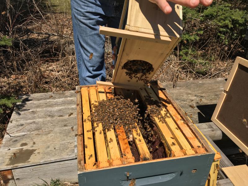 “Thumping and dumping” bees into a hive. SUZI THAYER/Boothbay Register