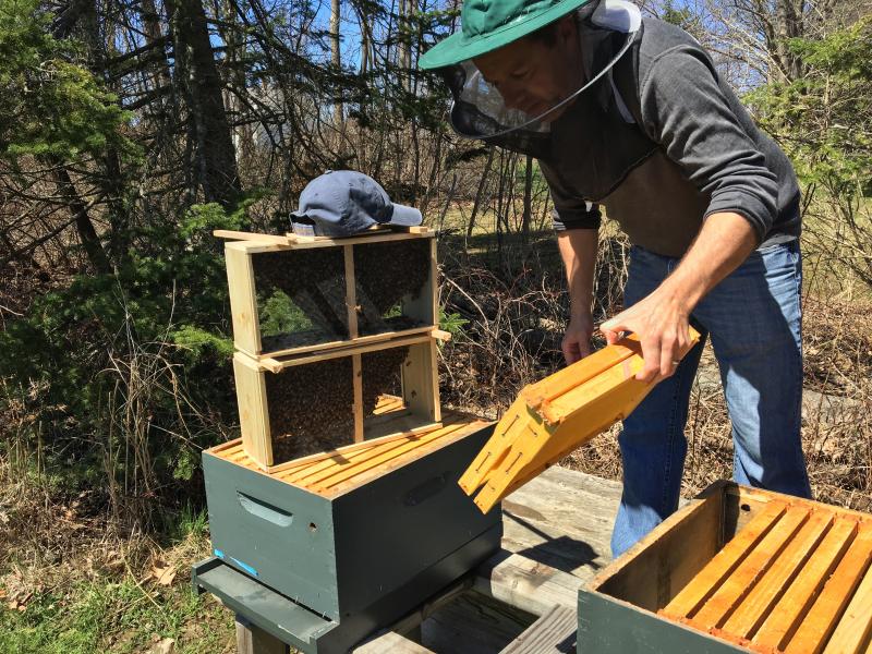 Tim Forrester inserts frames in a beehive. SUZI THAYER/Boothbay Register