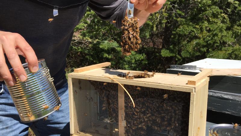 Tim Forrester opens up a box full of bees to transfer to one of his beehives. SUZI THAYER/Boothbay Register