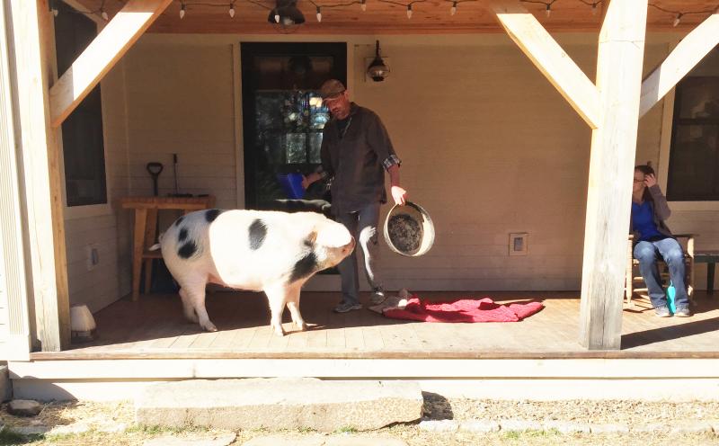 Rosie is having a difficult time transitioning from a pampered house pet to a pig. SUZI THAYER/Boothbay Register