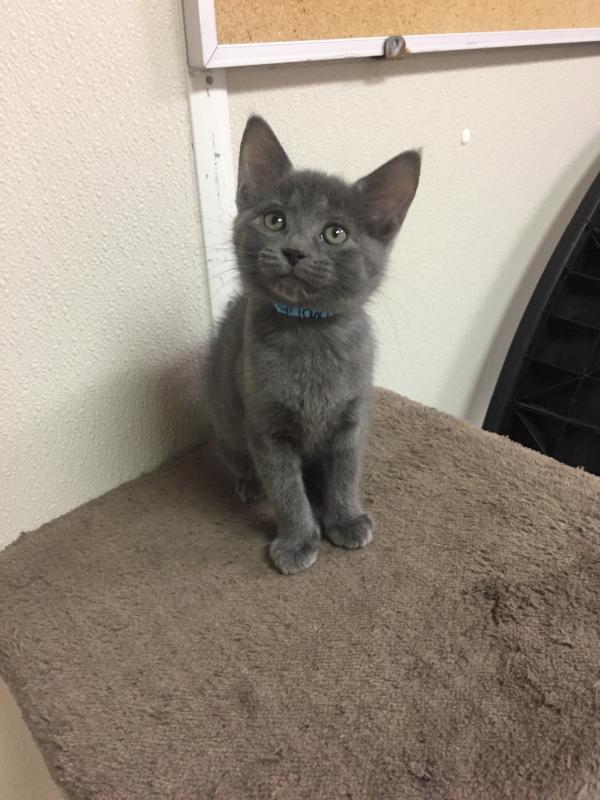 Adoption Petco Cat